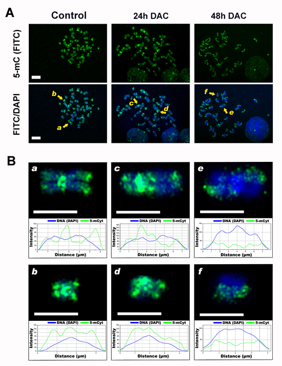 DAC alters the DNA methylation pattern of chromosomes.