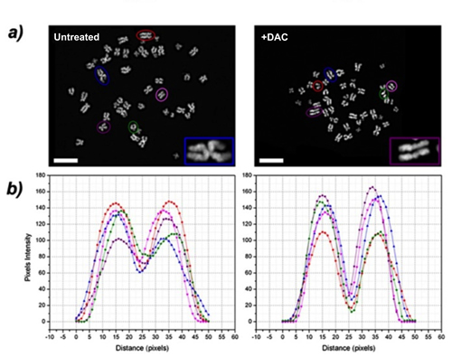 DAC induces &#x201c;railroad track&#x201d; chromosomes (RR).