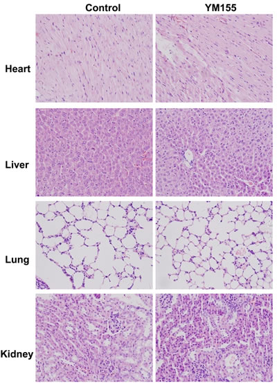 YM155 treatment does not cause histopathological alteration of organs.