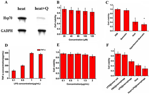 In vitro combined treatment with Quercetin and LPS.