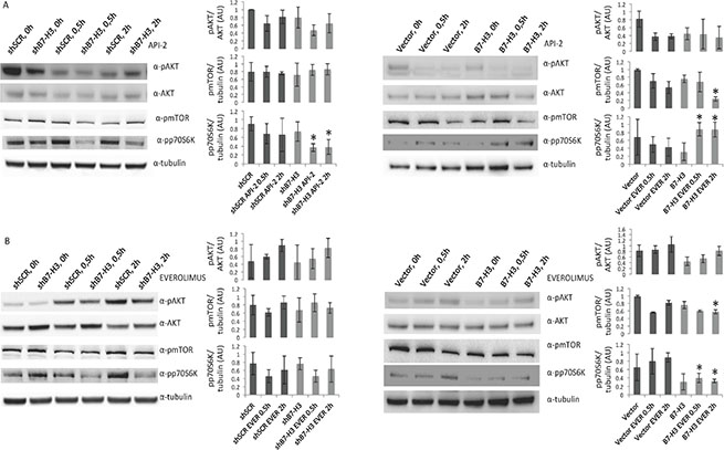 Immunoblot analysis of AKT, mTOR and p70S6K activation in MDA-MB-231 cell variants treated or not with API-2 and everolimus.