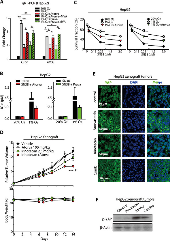Statins increased the anti-cancer activity of SN38 in hypoxic HCC models.