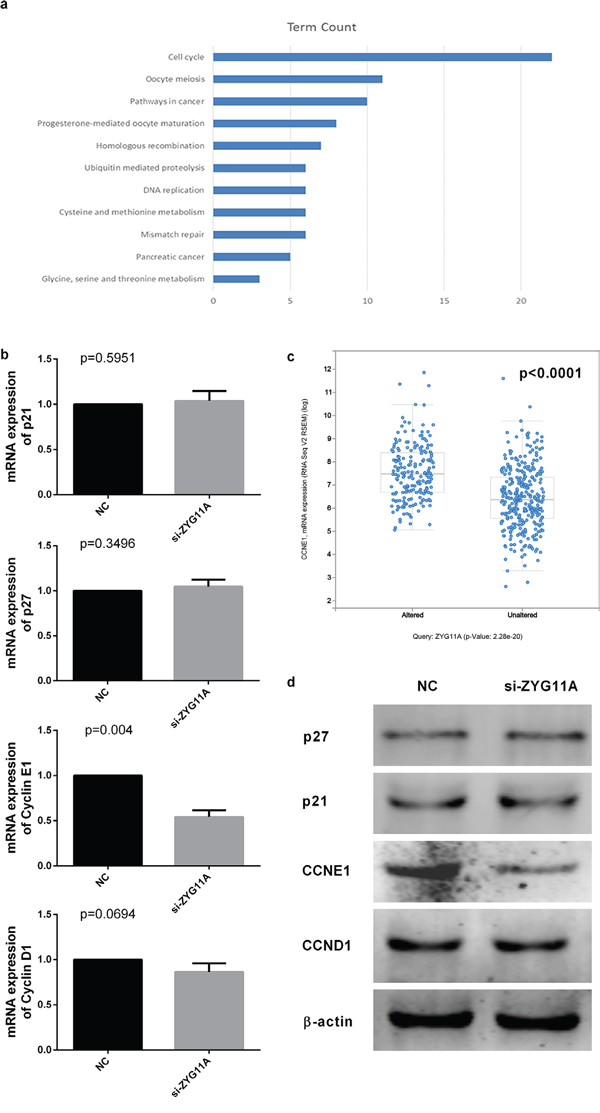 ZYG11A depletion influences CCNE1 expression.