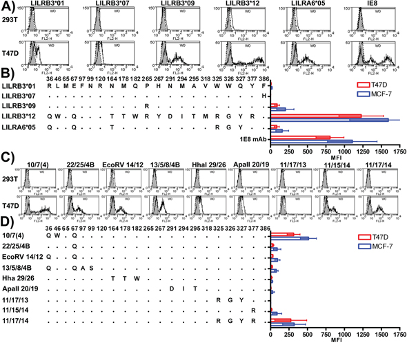 LILRB3-Fc and LILRA6-Fc polymorphic variants differentially bind to mechanically damaged glandular epithelial tumour cells lines.