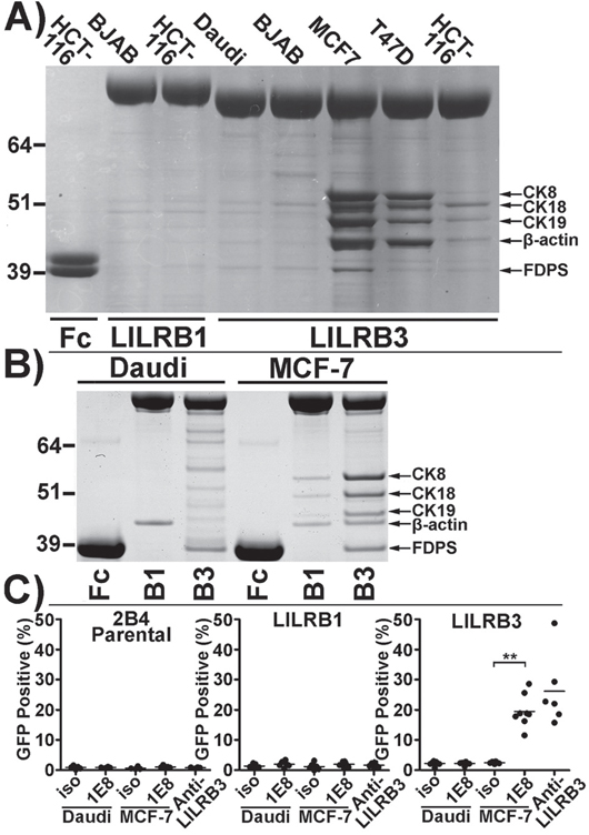 The LILRB3 ligand co-purifies with cytokeratin 8 from the lysates of glandular epithelial cell lines