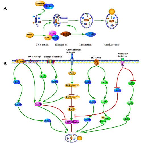 Phases and molecular regulation of autophagy.