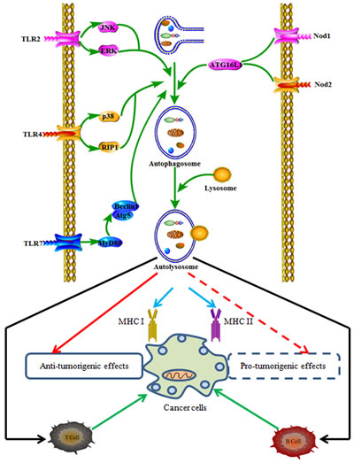 The relationship between autophagy-associated immune signals and cancer immune responses.