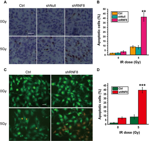 Knockdown of RNF8 leads to increased IR-induced apoptosis in bladder cancer cells.