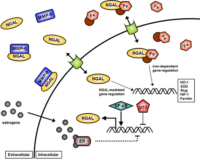 Overview of Potential Effects of NGAL on Cellular Growth.