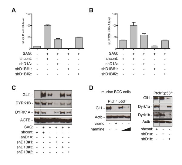 Genetic perturbation of DYRK1B interferes with canonical HH/GLI pathway activation.