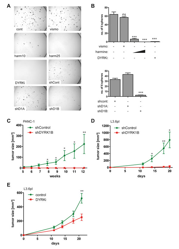 DYRK1B targeting inhibits the malignant properties of GLI1-dependent human pancreatic cancer cells.