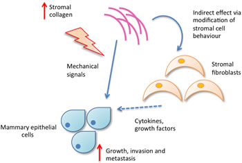 Figure 1b: Increased collagen density may influence mammary epithelial cell behaviour directly