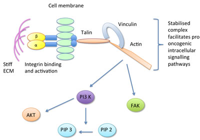 The focal adhesion component vinculin is activated in response to stiff ECM, forming a stable talin-vinculin-actin complex which promotes pro-oncogenic signalling pathways.