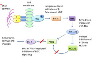 Dense ECM induces expression of micro RNA 18a