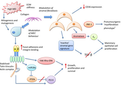 Potential stromal molecular pathways mediating the density associated cancer risk conferred by high MD breast tissue.