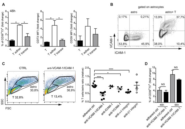 Integrin mediated astrocyte-T cell adhesion.