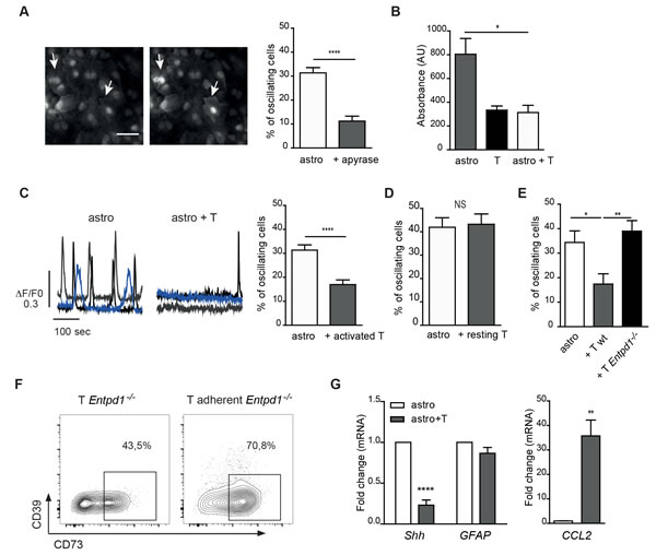 CD39 mediated inhibition of spontaneous cytosolic Ca