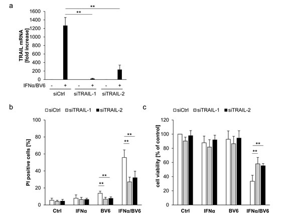 IFN&#x3b1;/BV6-induced cell death depends on TRAIL signaling in A172 cells.
