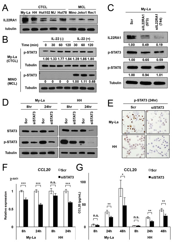 Spontaneous activation of STAT3 induces CCL20 transcription and production.