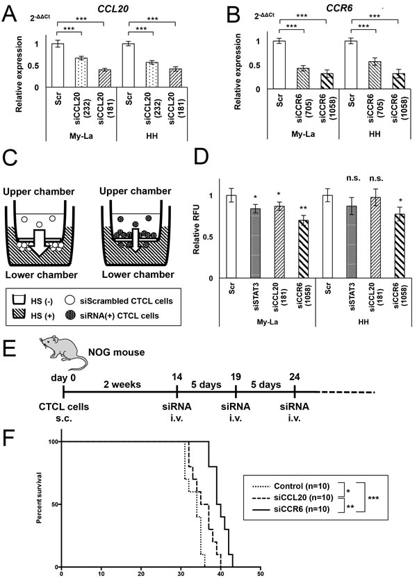 Administration of siCCL20 or siCCR6 significantly inhibits CTCL cell metastasis