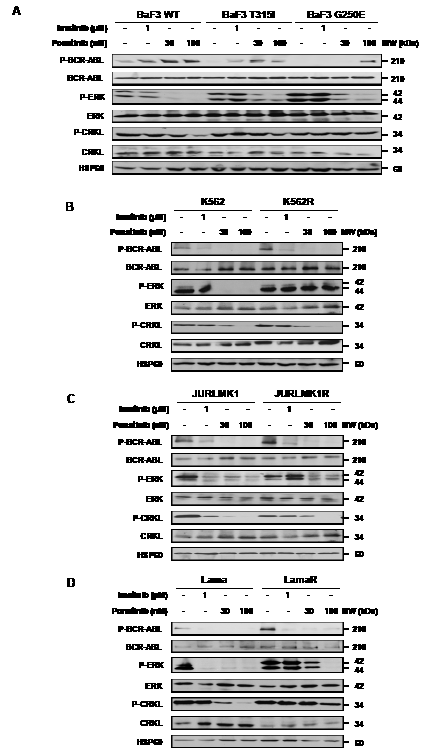 Ponatinib differently affects cell signaling in TKI-resistant cell lines.