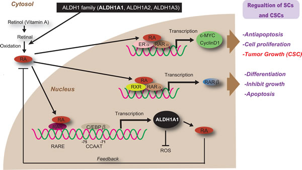Regulation and function of ALDH1 in normal SCs and CSCs.