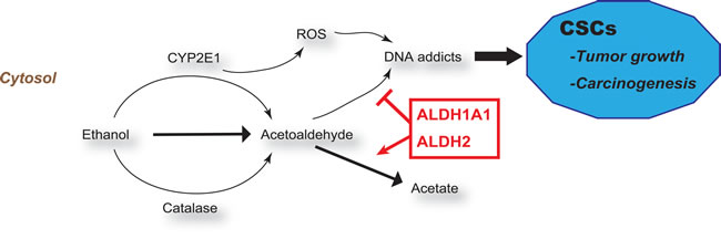 ALDHs and ROS in carcinogenesis.