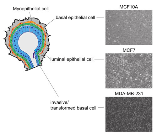 Characteristics of cell lines used to model the diverse heterogeneity observed in breast cancer.