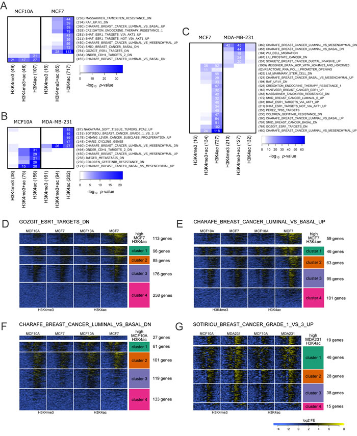 Cell line specific over-representation of marked gene promoters in MSigDB gene sets.