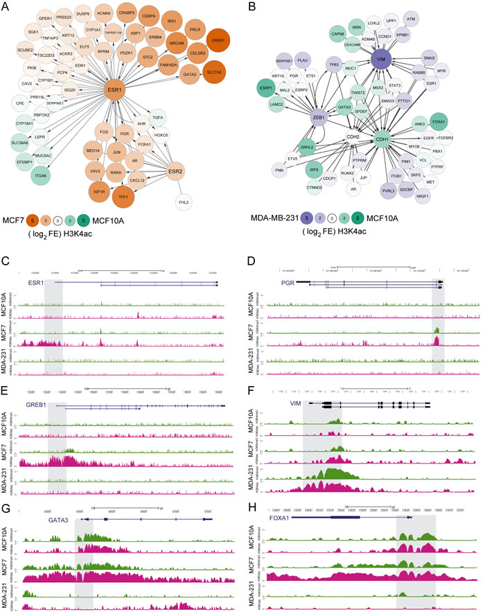 H3K4ac is enriched at promoters of transcribed genes in regulated pathways in cancer.