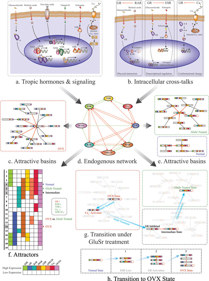 Schematic diagrams of the proposed molecular mechanism for osteoporosis due to osteoblast function loss.