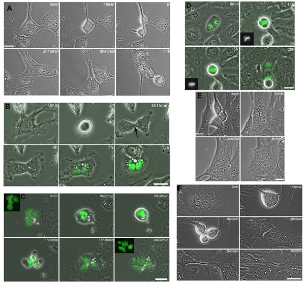 Cytokinesis regression in RPE-1 and LC-HK2 cells.