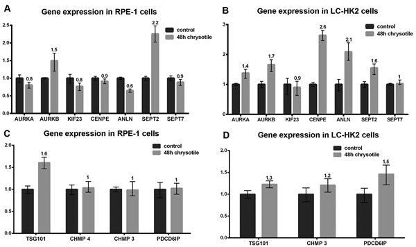 Expression of genes related to cell cycle and cytokinesis.