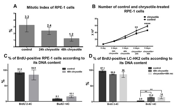 Cell cycle and proliferation in RPE-1 and LC-HK2 cells after chrysotile treatment.