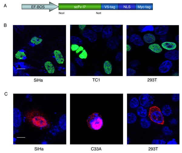 Intracellular localization of the I7nuc intrabody and 16E6 protein in HPV16-positive and HPV-negative cells.