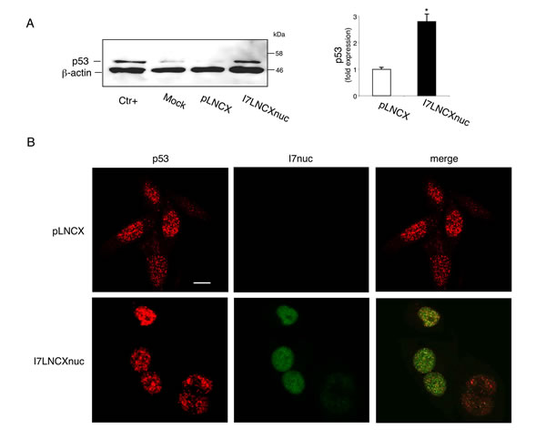 I7nuc expression inhibits the ability of 16E6 to mediate p53 degradation.