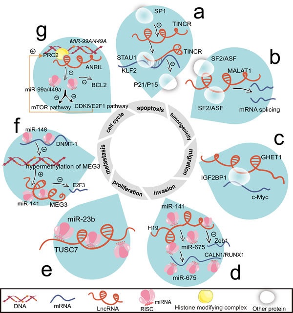 Associated with mRNAs and miRNAs, lncRNAs regulate cell proliferation, cell cycle, apoptosis, invasion, migration, metastasis, and tumorigenicity.