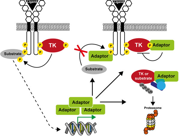 A unifying model on how small adaptors control TK signaling.