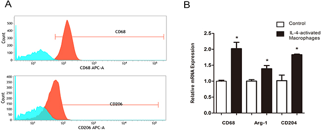 IL-4 activates macrophages to a M2 Phenotype.