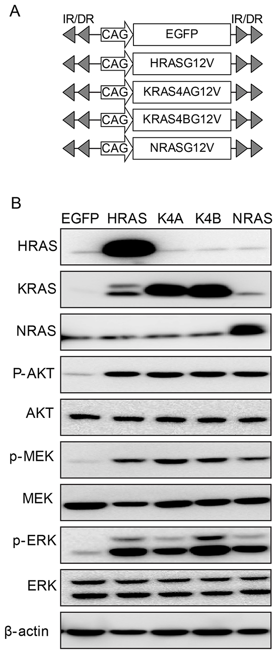 Transposons encoding each form of activated RAS.
