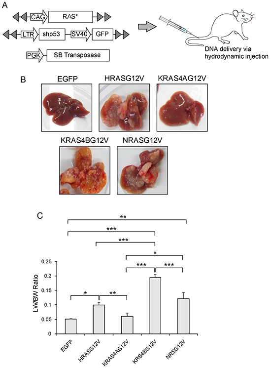 Expression of an activated RAS isoform and shp53 in the liver via hydrodynamic transfection.