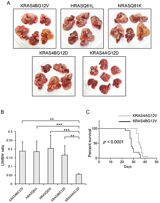 Expression of RAS isoforms with different types of activating mutations.