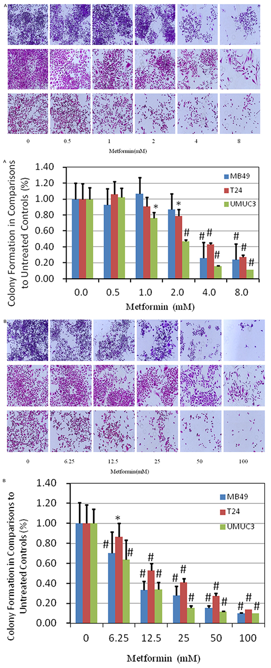 Evaluation of colony suppression of metformin on bladder cancer cell lines.
