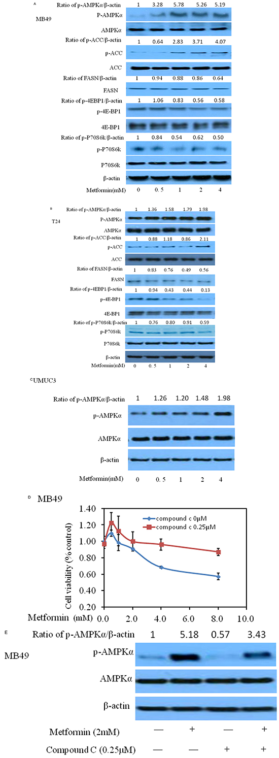 Effects of metformin on AMPK intracellular signaling pathways in three bladder cancer cell lines MB49, T24, and UMUC3.