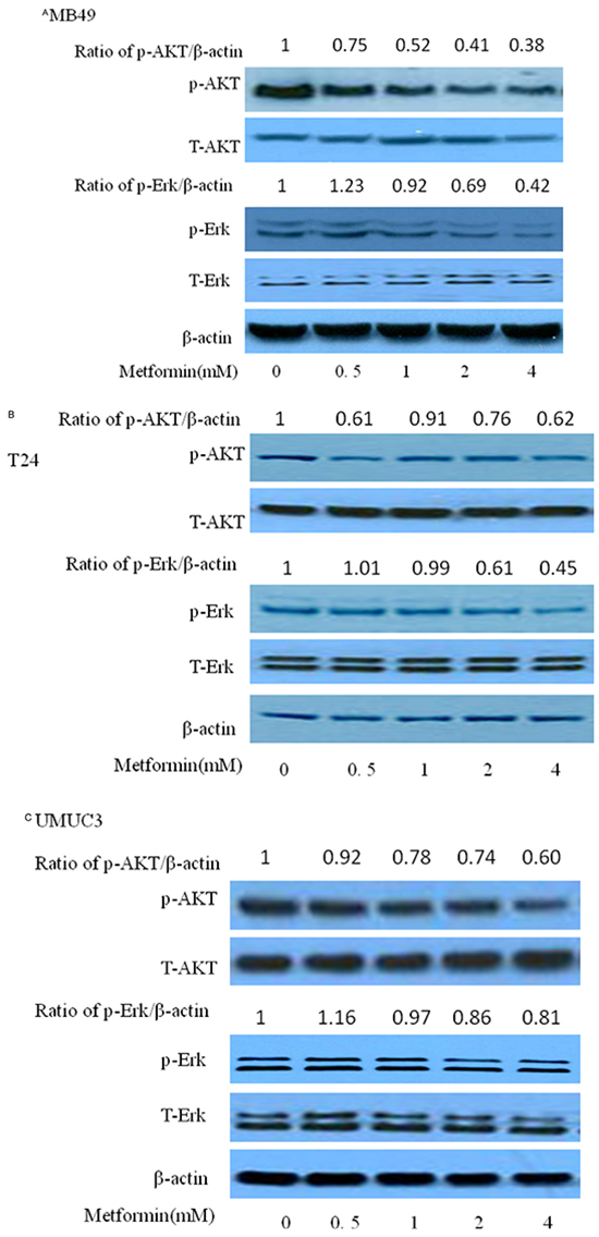 Effects of metformin on AKT and ERK in three bladder cancer cell lines MB49, T24, and UMUC3.