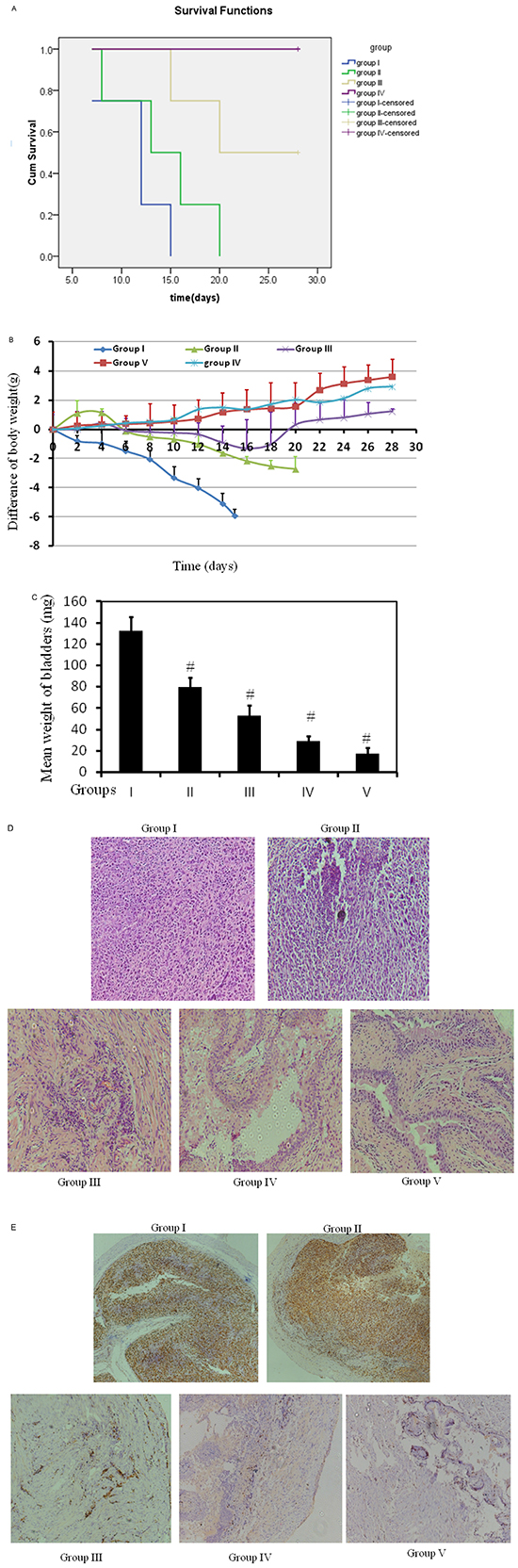 Bladders of female C57/BL6 mice were orthotopically implanted with MB49 cells (1.2&#x00D7;105) and divided into 4 groups randomly (n = 12 each group).