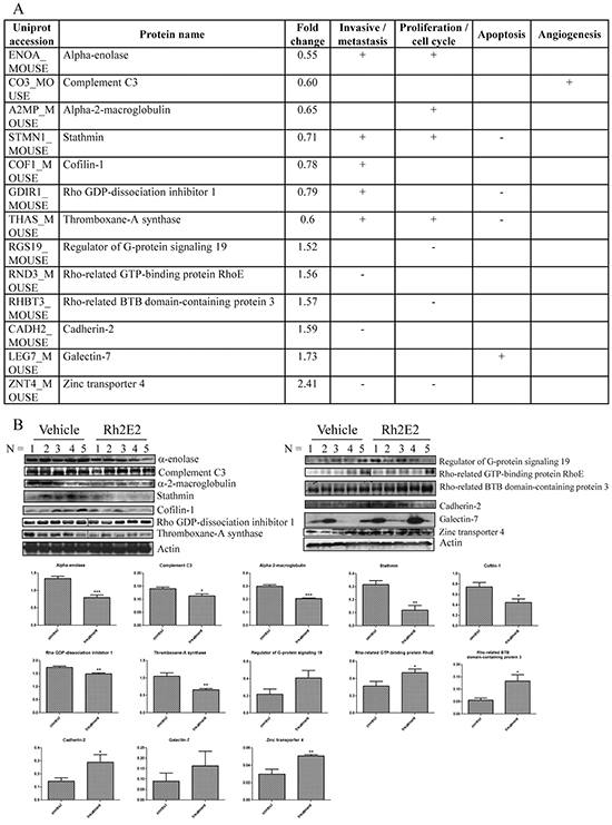 Proteomic analysis on the tumor tissues from Rh2E2- or vehicle-treated LLC-1 xenograft mice.