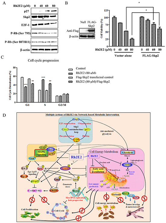 The role of Skp2 in Rh2E2-induced anti-cancer effect.