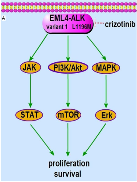 The molecular machinery responsible for crizotinib resistance.