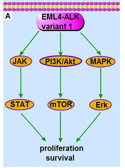 The signaling pathway and the molecular actions of crizotinib on EML4-ALK variant 1 fusion protein.